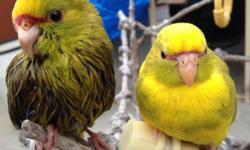 couple Yellow crown kakariki's is now available, very rare color (NO E-MAIL) call or text ONLY 619-316-1007 for more info,,,,and also Red fronted kakariki still available.