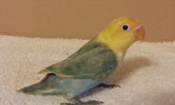 Yellow Face Fischer Lovebird
1 year old
Contact for price