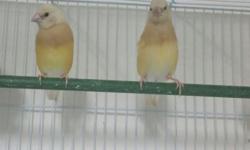 **Yellow Gouldian juveniles, split for blue- $75 each.
**Dilute or Green back split for blue juveniles- $75 each
**Dilute or regular green back Gouldian juveniles- $40 each
Please text 4802215437 if interested. Bring your cage. Thanks