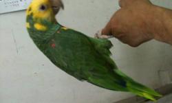 this is a nice double yellow head bird. its tame, playful, and generous. it has all his feathers. the bird is not missing any nails or toes. we think she is a female but, we're not so sure about it.this bird is very colorful and has a bright