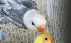 Yellow head sables and White head sables for sale in lots for good price. Birds are in perfect health. I will give good prices for birds sold in lots.
If interested please call me at (305)775-9864
Se habla EspaÃ±ol