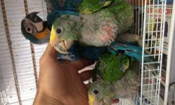 Hi i have 1 baby yellow naped amazon 8 weeks old. Any cuestion please call or text me at 646-543-6296 thanks