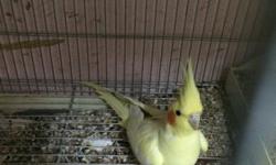 I'm selling rare beautiful Latino cockatiel (Yellow) for $75. I'm located in new jersey ,if interested please contact me Obo..