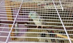 Have a yellow male parrotlet for sale. He is about two years old. Needs a new home as we are too busy for him at this time. Very sweet boy.
Asking $100. Please contact by email/text/ or phone with any questions at 661-586-4374.
Thanks!
keywords:bird,
