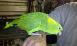 Beautiful Yellow Nape Amazon
gender and age unknown, previous owner thought was a female and had no idea of age
Will step up but is not like to be touched other than stepping up
Does have an "open" band
Asking $500 without cage - Needs a FOREVER home!