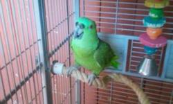 I have a Yellow nape Amazon, he is a male and he is also a proven breeder. He is 8 years old . I'm asking $600 for him or a trade for a Breeding Pair of Senegal Parrots or a Breeding Pair of Meyer Parrots, if you have any questions please email me. Also,