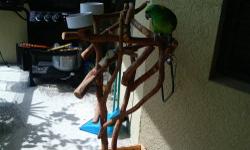 Beautiful, tame and talking Amazon parrot. He has been a wonderful pet but I must sell him due to my health issues. He comes with a fairly new cage, an Indoor/Outdoor Stand made of wood and all of his food. It will take some time before he bonds with a
