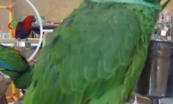 Yellow Nape Amazon Parrot for Sale - Beautiful Feathers. Very Tame, Talks - Will make a great pet and companion - only $975 at Tropic Island Bird and Supply, located at 1107 Greenfield Dr El Cajon CA 92021 call 619-447-4171
tropicislandbirds.com