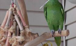 Ceasar is his name. DNA sexed male. He is just 5 yrs old and has a pretty good vocabulary. Does not say anything bad. Some of the things he says are; Hello,Hello mamma, Hello papa, what ever, pretty bird, pretty boy, you have an incommming call, hello,