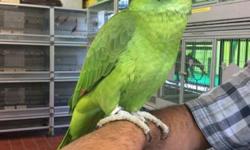 Lola is a beautiful TAME talking Yellow Naped Amazon looking a a loving home... Come visit us at Arrieros Pet Shop at:
9531 Jamacha Blvd. SpringValley, Ca 91977 or call 619-434-3207