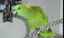 HAVE PRETTY YELLOW NAPE AMAZON PARROT VERY TALKALTIVE 2 YEARS OLD, THIS PARROTS ARE LONG LIVED.
$590.00 inclued cage
CALL.(832)8812570 Ramses