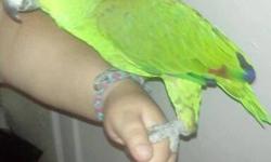 4 year old female yellow nape amazon to good home. Slightly hand tamed, talks and sings. Asking $450. No cage.
This ad was posted with the eBay Classifieds mobile app.