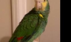 Two year old male, excellent talker, hand raised, comes with cage and toys, I paid 1200.00 just for the bird and I am asking 600.00 rehoming fee. The only reason why I need to rehome him that I have been fighting with really bad allergies for the past
