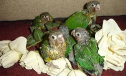 Five yellow side conures ready for a new home. Hand fed and extremely tame and colorful. Discount for purchase of more than 1. Temple area but can meet at a reasonable distance.