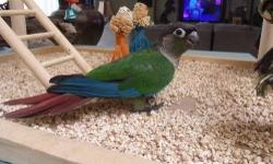 I have two 10wk old Yellow Sided Conures. hand fed, hand raised and all weaned and ready to go !!Green $100 the other $150 or both for $225.