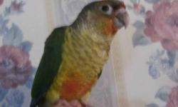 I have 2 yellow sided Green cheek conure males split to pineapple and cinnamon. They are breeding age and I would like to trade for a female or just sell. I also have some love birds For more info call 1-717-529-3785