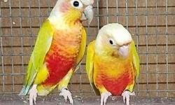 5 month old American dilute and 6 month old yellow sided dilute both are males and Split. DNA certificate available. Healthy and with perfect feathers.
