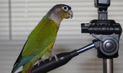 This is Arnie, he's a 3 year old Yellow sided Green Cheek Conure. He is a very sweet and talkative bird. He comes with a HQ Flight Cage (Pictured), a Prevue Pet "Parakeet & Lovebird" Cage (I used it for traveling), Two sets of dishes, and several toys and