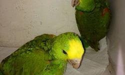 I HAVE 3 YELLOW SIDED GREEN CHEEK CONURES.
ALL HAND FED AND FRIENDLY.
175.00 EACH. WILL LOWER PRICE IF MORE THAN 1 PURCHASED
540-895-5863