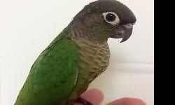 Yellow sided green cheek conure , these birds are great characters , they are loving and beautiful .
Place deposit on our website http://www.thebestbird.com/, see our customers feedback on our facebook page https://www.facebook.com/bestbirdsaviary