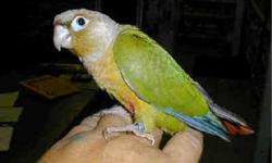 I am currently handfeeding 2 Yellow Sided Green Cheek Conures. I am accepting deposits to hold your baby for you until it is weaned..
My babies are raised in my living room/dining room so they see everything. I have a cousin that lives in the Twin Cities