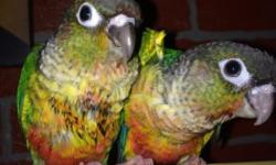 Beautiful yellow sided conures, almost weaned. Tame, sweet, wonderful birds.
This ad was posted with the eBay Classifieds mobile app.