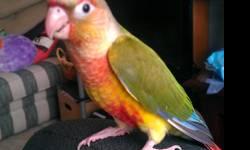 4 babys left,2 male yellowsided green cheeks and 1 female and 1 female pineapple.$250.00 ea.DNA tested,4 months old.Very sweet and playfull.