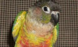 lots of beautiful red - Yellowside Green Cheek Conure baby being handfed now. $350.00 Reserving with deposit until fully weaned and ready to join your family. Each baby is raised in our loving home for a wonderful and tame companion for you. Will be