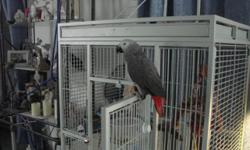 I have a beautiful male African Gray. He is currently 15 months old. He was hand fed as a baby. He is just starting to talk. The price is $950.00 and includes his cage to a good home.If you are interested please call (530) 292-4225 I will not respond to