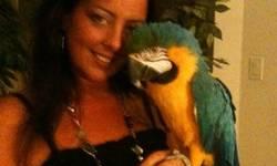 Beautiful talkative bg macaw and military macaws. For more information you can email me back or send me ur contact number and ill give you a call as soon as possible. Pictures will be sent throught xt or personal email. Thanks