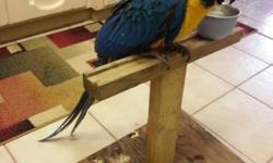 Young macaw for sale. Blue and Gold Macaw. Young , unknown sex. Ready to go to a new home. Tame. Ready to learn, very smart. Beautiful colors and feathers. Needs lots of attention & love.
$1,000 Located in Banning