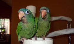I have two friendly bluecrown conures for sale. 15 weeks old, I handfed as when they were babies and I really took my time weaning them. They are full of personality and hand tame. They are starting to talk. They said there first words before they were