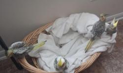 Sweet three-month old cockatiels ready for a good home.
They are hand-tamed and love attention. $75 each. Four-year old parents are also for sale. $300 for the pair.