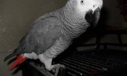 Hi,I'm selling my sweet Congo African Grey.His name is Mina.I'm selling him because,I got a job and I don't have enough time to spend with him.Everyday for 8 hours he is by him self ,so I decided to sell him .African Greys are so smart & Intelligent.If