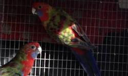 I have a young pair of crimson rosellas for sale. They are unrelated and about a year old VERY BIG SIZE. The last picture is how they will turn out after molting.
I will also consider trades for:
Tame African grey
Pair of rubino or Lutino bourkes
Tame