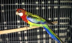 Beautiful,healthy,fully flighted young Eastern Rosella, hatched Summer 2012 (possible male) Normal Eastern color
asking $125 FIRM
phone:(626)733-5671 Rayann