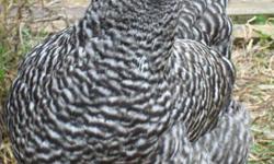 5 MONTH OLD PULLETS WILL START LAYING EGGS SOON
WHY TRUST SOMEONE AND BUY HENS AND HAVE NO IDEA ABOUT THEIR AGE ?
HAVE THE PRIVILEGE OF WITNESSING THE FIRST EGG BEING LAYED!!!!!!!!!!
pULLETS AVAILABLE:
BUFF COCHIN WITH FEATHERED FEET,SWEET PERSONALITY