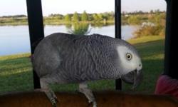 For sale African Grey Congo Female with cage and toys. Love to dance! Tame!! About 3 years old. Text serious buyers only 863-409-6304.