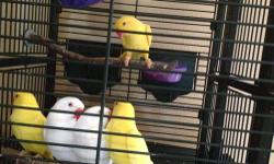 Young female DNA
hatch certif.
Great health
love fruit and veggies
hand tame once she's
off her cage
rehoming fee for just sweet pea is
$425.00
830-456-1692
big cage is 175.00