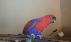 I am rehoming a 10-month old, female Eclectus parrot. She was hatched on April 22, 2014 and has been in my care since the end of July 2014. She is not quite a year old and her name is Deja Blu. She talks some and tends to be quiet; however, she can be
