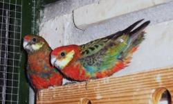 Young Female Moustache parrots. Female is 2 years old. She was hand fed but no longer tame. Will be ready to breed This season.
$285 .
Will consider trades for a red sun conure, Male blue or lutino princess, female plum heads, Pair of black cap conure or