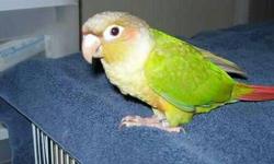 I have a young Green Cheek Conure for sale. He is tame once he gets to know you. He comes with a nice cage and stand. I am asking $250.00 for him.