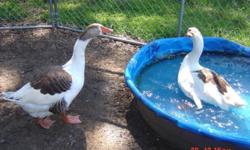 I have 4 large geese. They are 10 months old and one just started laying eggs. They love water & grass so if you have a pond great. I want 75.00 for all of them . Dade City.
727-365-4800