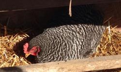 Full stock barred rock chickens, 6 and 7 months old and just started laying. Roosters available also, barred rock only. All free range and gentle, will eat out of your hand. $20 each or will discount if you buy 4 or more. Will be hatching chicks starting