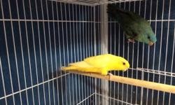 Hello, I'm selling a pair of bonded Linnie's the female is a Lutino she is almost 5 months and he is a dilute turquoise split to Ino he is 5 months old $ 200 each or the pair is $350 I rather they go together because they are bonded. And I also have a
