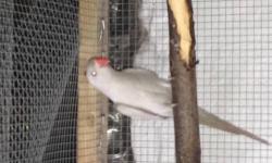 I have a male cinnamon grey indian ringneck for sale . He is about 6 months old . I have DNA papers for him . If you are interested call or text me at 347-975-8747 or 347-929-1355.