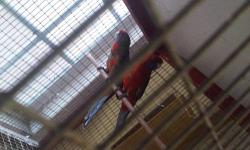 I have a young crimson rosella male for sale. It is almost a year old and will be ready for breeding around May. Very big size
This ad was posted with the eBay Classifieds mobile app.