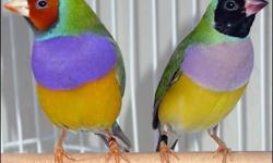 Male Gouldian Finch. $45.00 each.
They are young. Some of them have a black head and some have a red head. They make perfect pets.