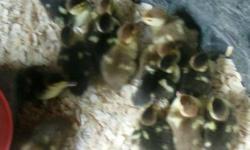 Young baby ducks. $12 each.
.
Chocolate and also black/white.
Minimum sale is 4. .
My ducks all free range my property.
Great pond ducks. Raise them how you want to.
$25 each for hens and $30 each for drakes.
Nice and plump. Corn raised.
281 3501322.