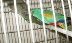 hi i have 2 quaker parrots that need a new home .the green one is and female and the blue one is a male . they name are bryan and nathalie they come with a small cage and some food. there a rehoming fee of $650 .they bin dna tested and vacinate. and they